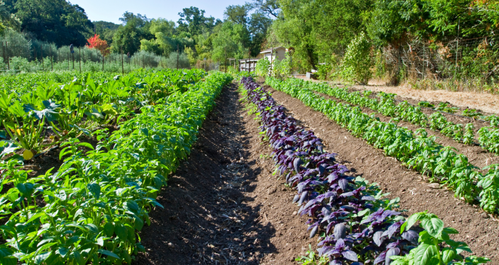 Organic Farming