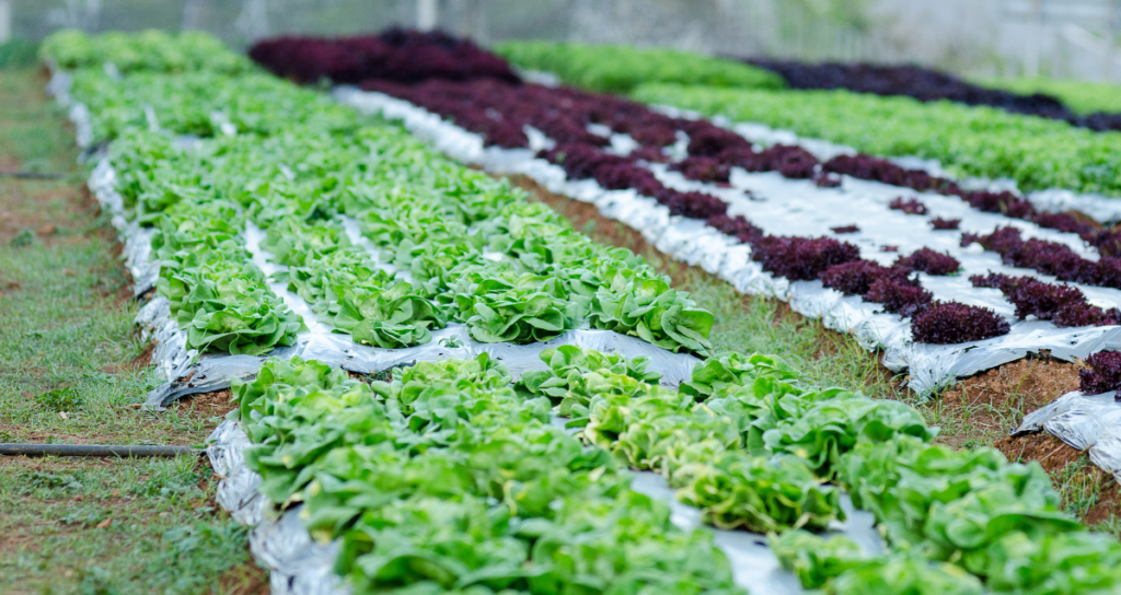 Pure Farming