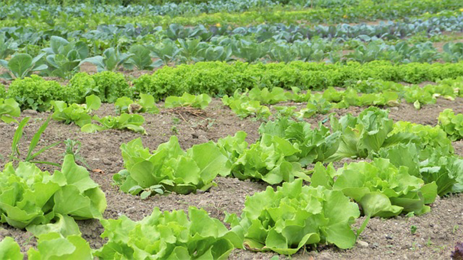 The Image is about organic plantations
