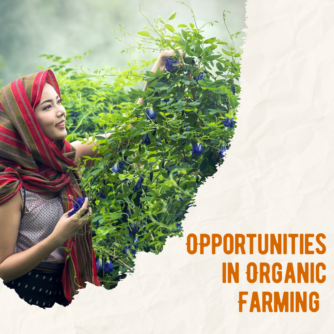 A woman farmer plucking leaves