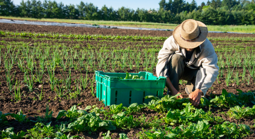 the image is of organic farming training in gujarat.