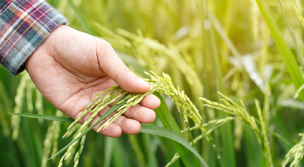 This image talks about Organic Farming Profitability