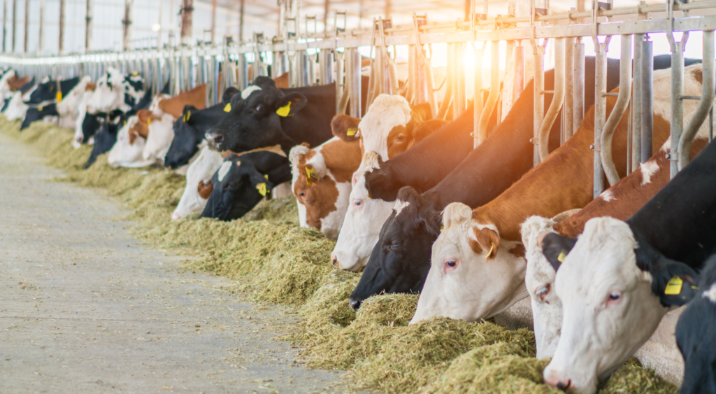 This image is about Livestock