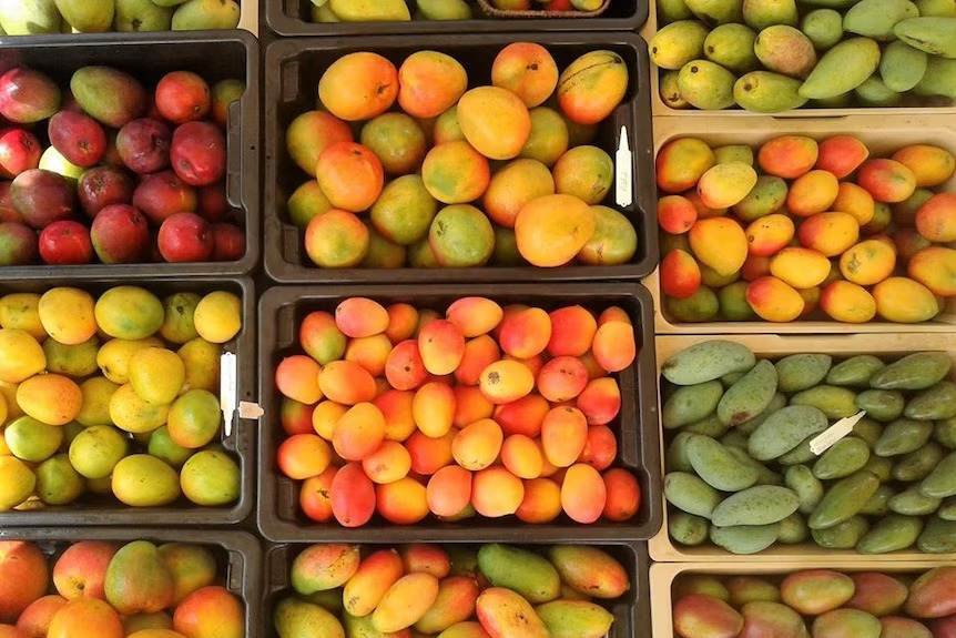 Mangoes
