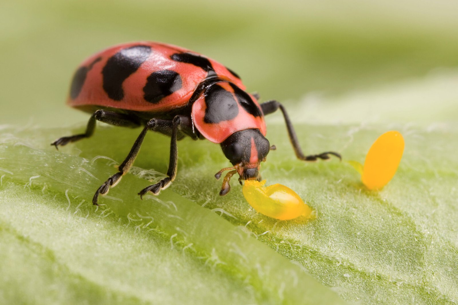 lady bird beetle eating eggs of pest