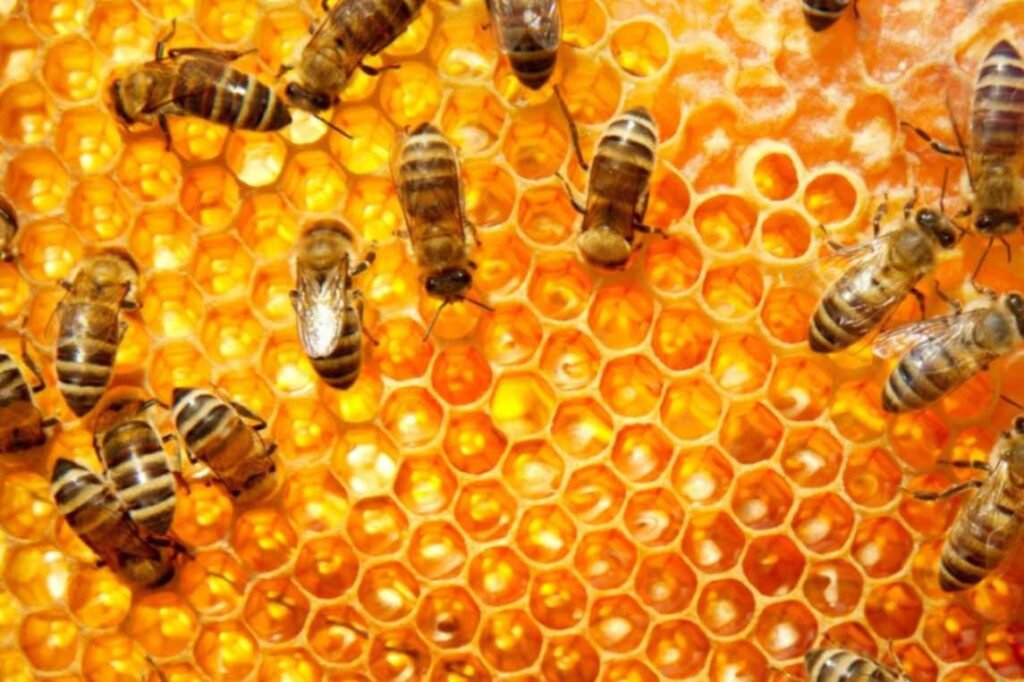 Honey Bees in Farming
