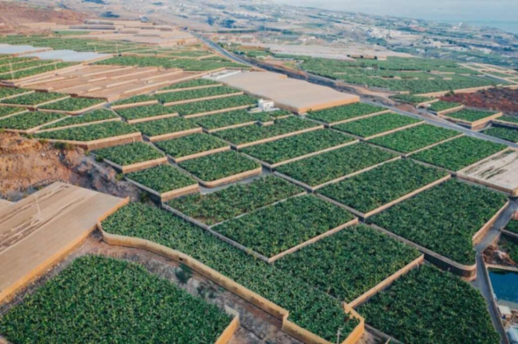 Miyawaki Method Forest