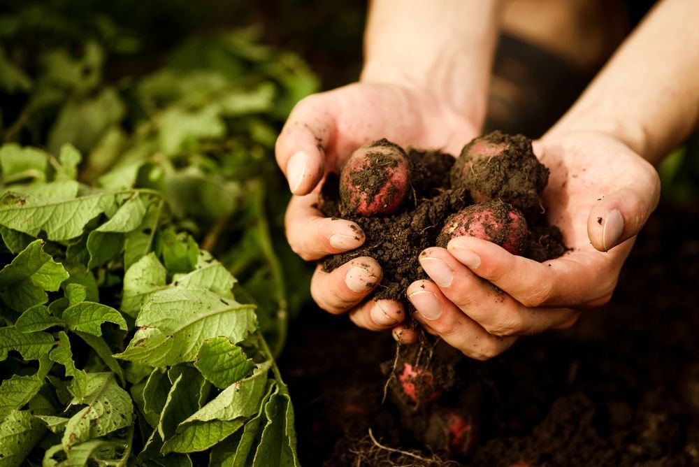 Organic Food Farming